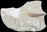Fossil Plesiosaur (Zarafasaura) Tooth In Rock #61092-1